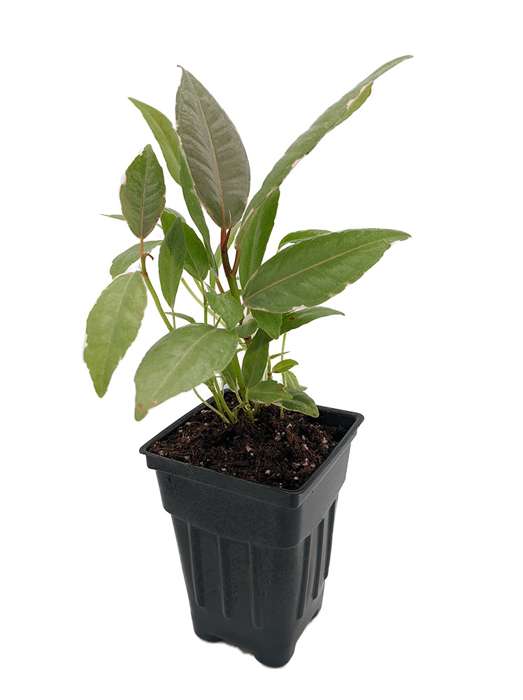 Tineke Rubber Tree Plant - Ficus - New yet very Old! - 2.5" Pot