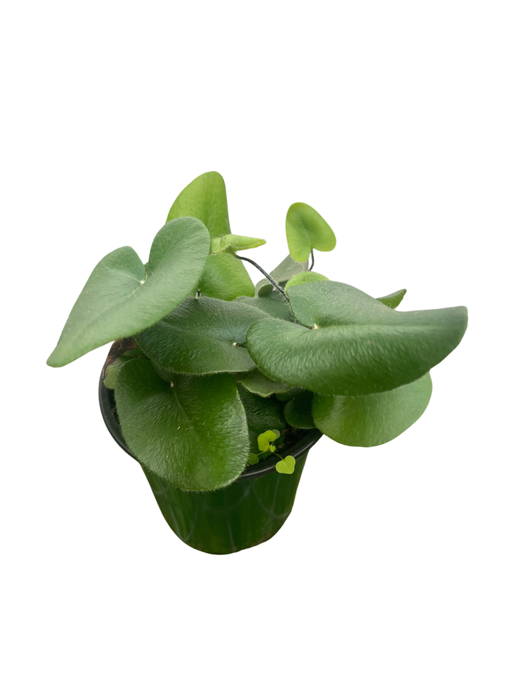 Floating Heart Fern - Hemionitis arifolia - 3.5" Pot