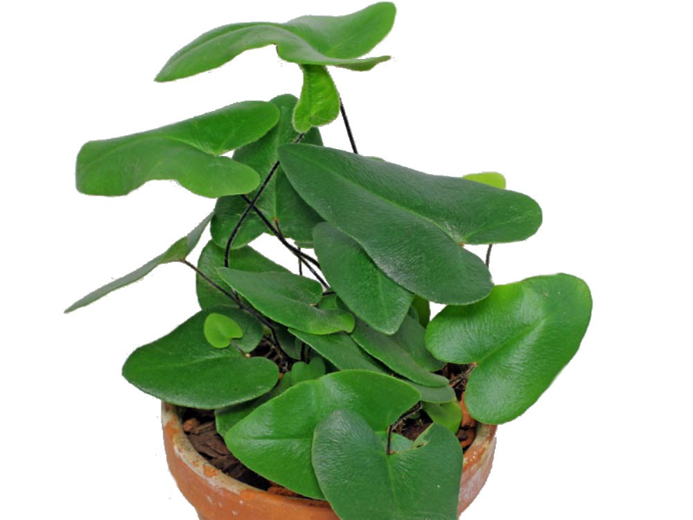 Floating Heart Fern - Hemionitis arifolia - 3.5" Pot Floating Heart Fern - Hemionitis arifolia - 3.5" Pot