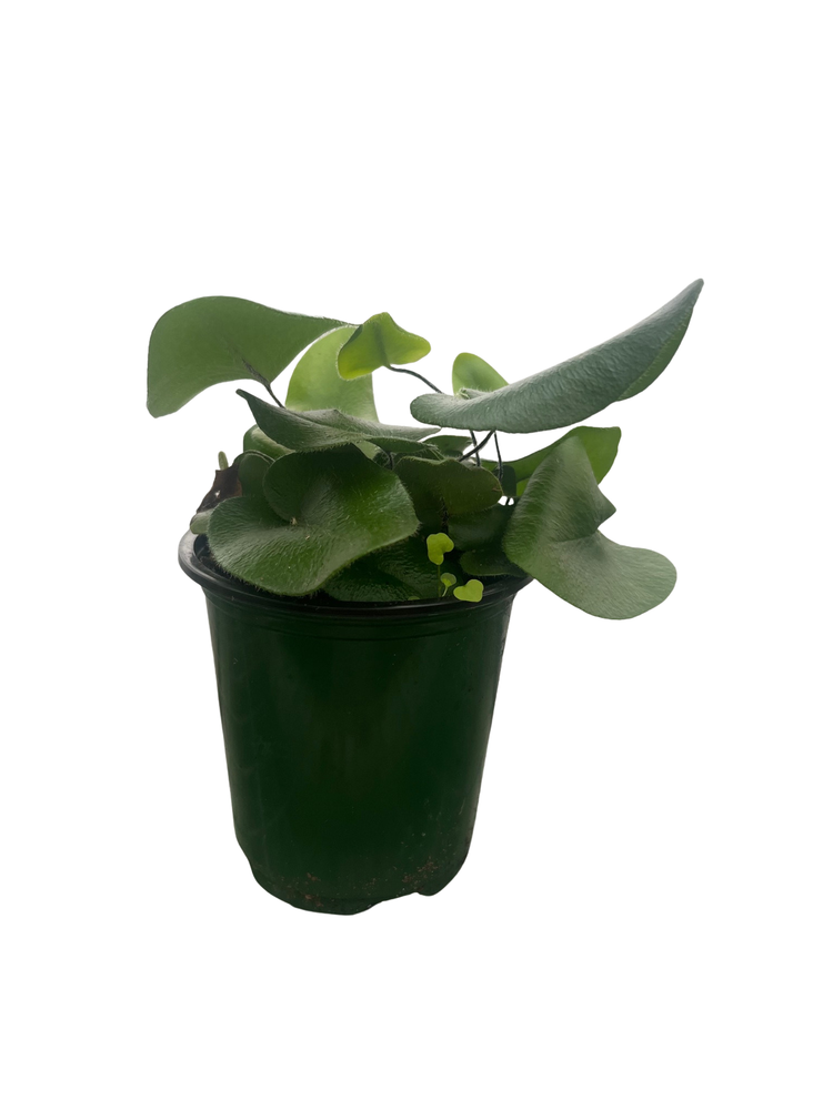 Floating Heart Fern - Hemionitis arifolia - 3.5" Pot