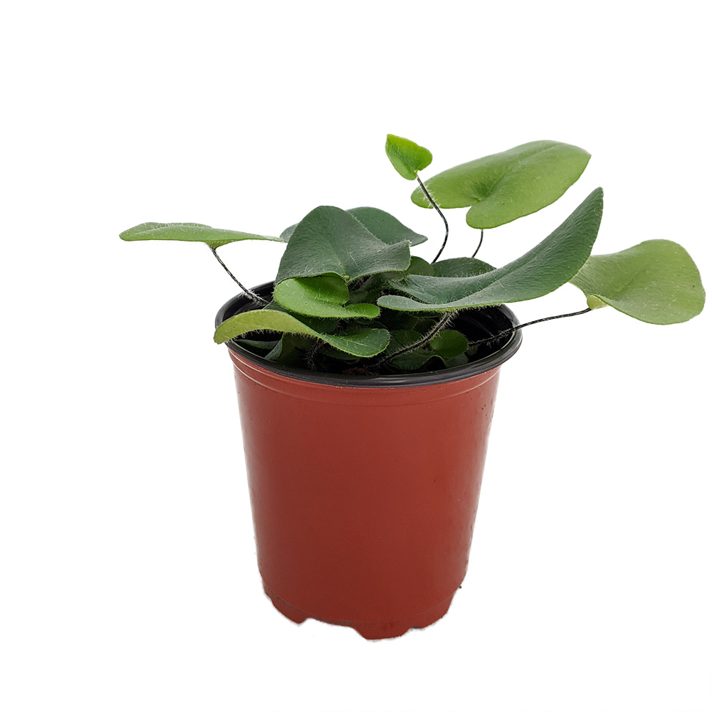 Floating Heart Fern - Hemionitis arifolia - 3.5" Pot
