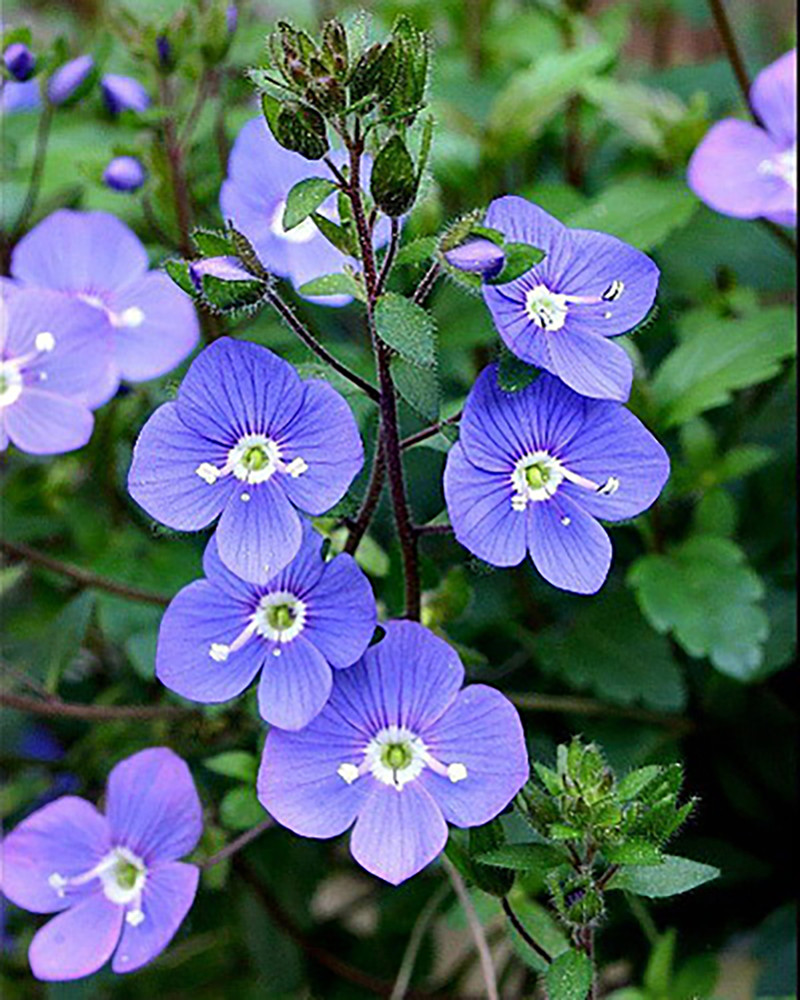 Georgia Blue Veronica - Speedwell - Quart  Pot - Rich Blue Creeper