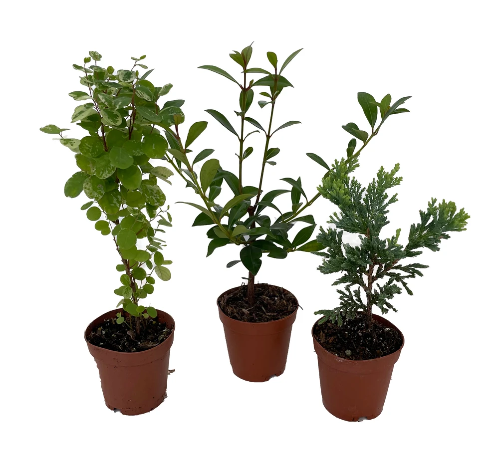 Zen Living Bonsai Assortment - 3 Plants 2" Pots