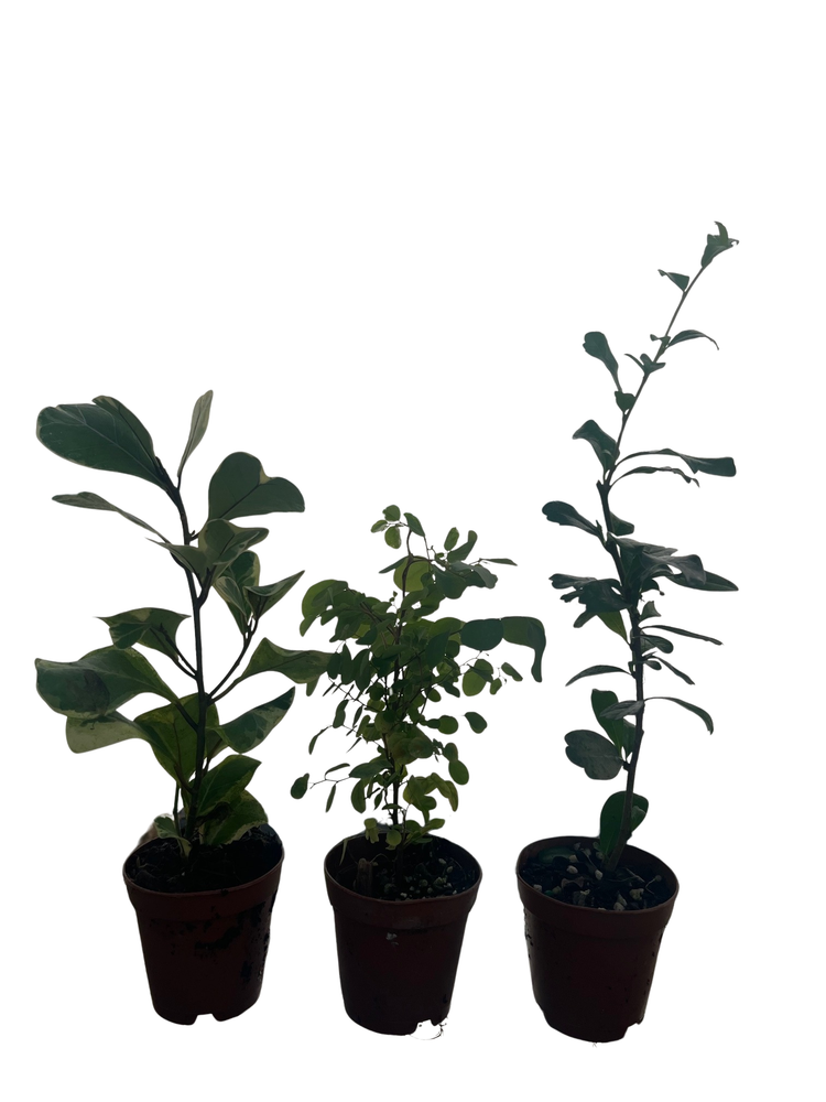 Zen Living Bonsai Assortment - 3 Plants 2" Pots