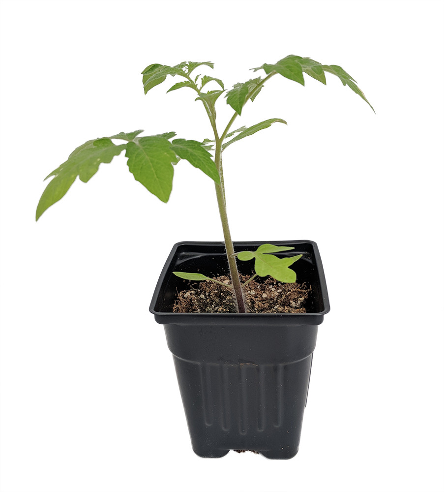 Snow White Cherry Tomato Plant - Very Sweet! - 4" Pot