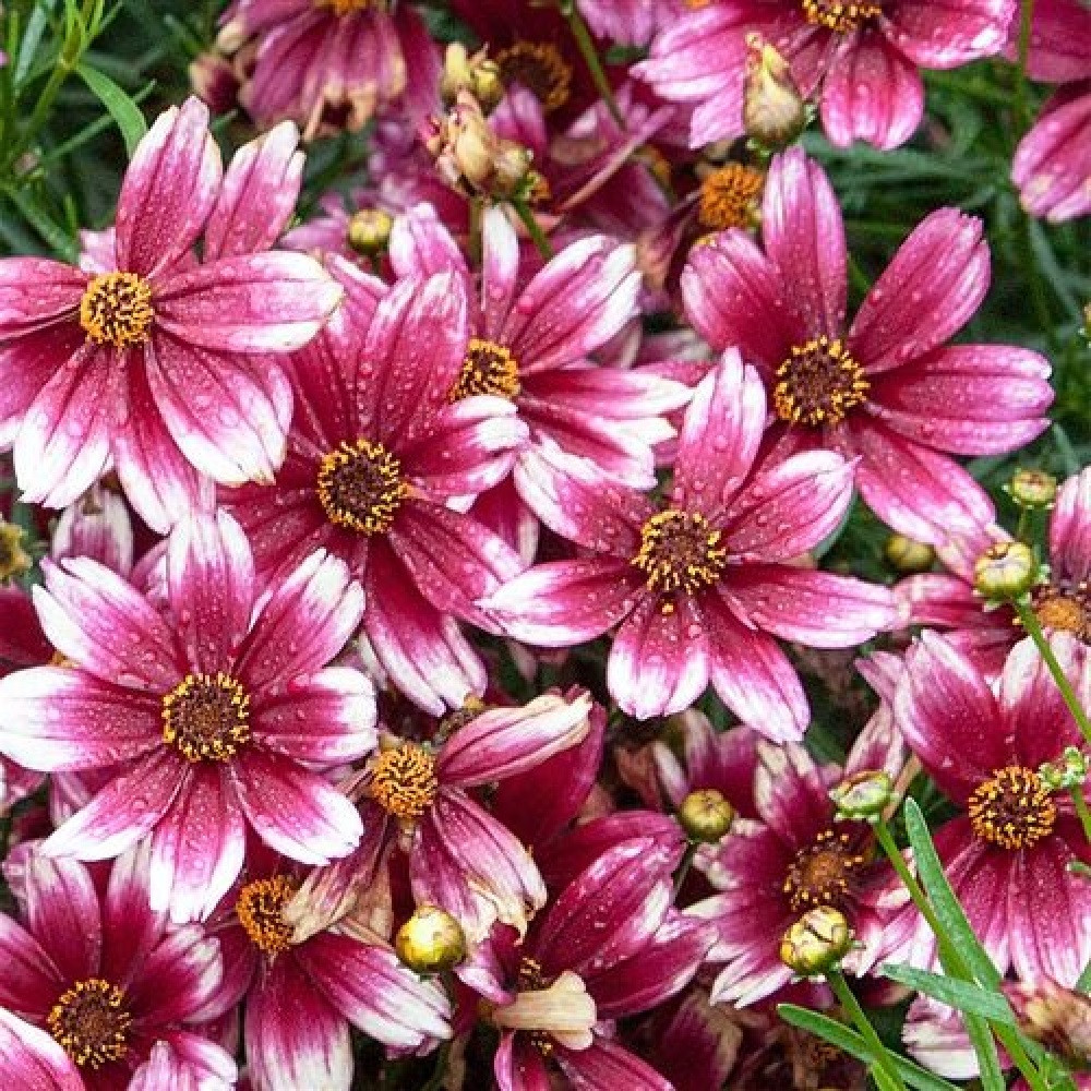 Sizzle & Spice Zesty Zinger Coreopsis Perennial Plant - Live Plant - Gallon Pot