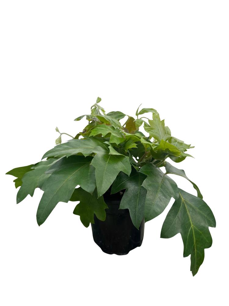 Oak Leaf Grape Ivy Plant - Cissus rhombifolia - 4" Pot