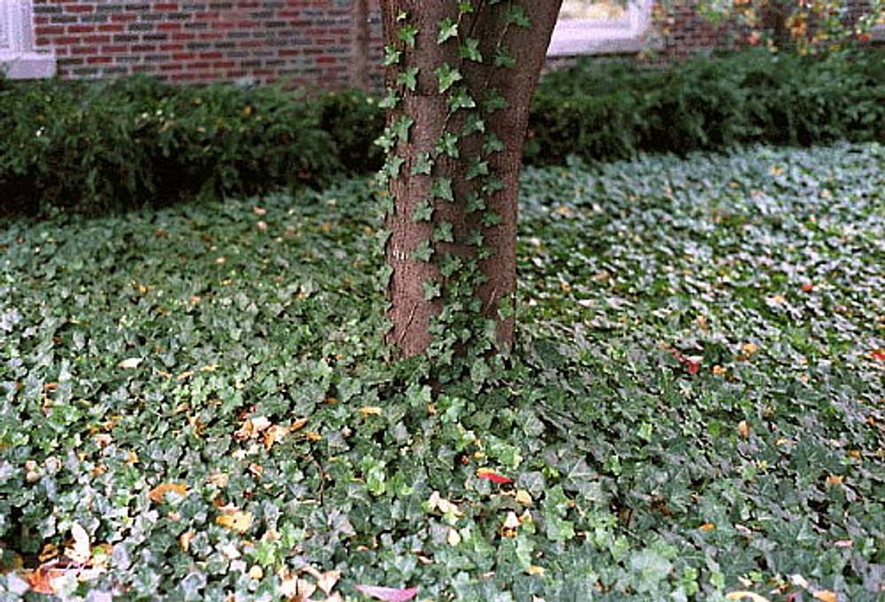 Image of English ivy ground cover plant