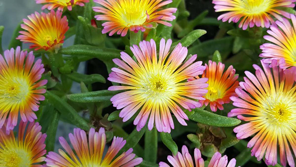 Salmony Pink Ice Plant - Perennial -  Delosperma -  Live Plant - Quart Pot