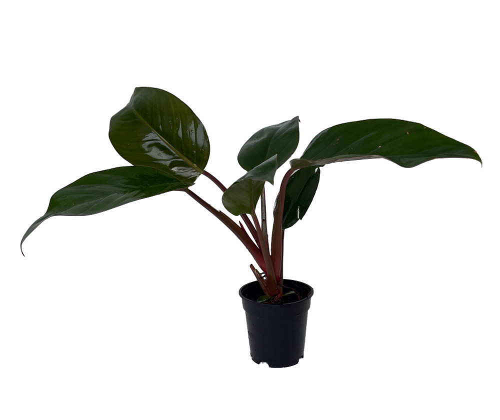 Rare Black Cardinal Philodendron 4" Pot - Easy Grow House Plant - Collector's