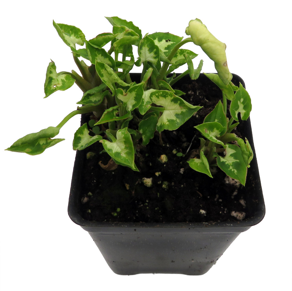 Tiny White Arrowhead Plant - Syngonium - Nepthytis - 2.5" Pot - Fairy Garden