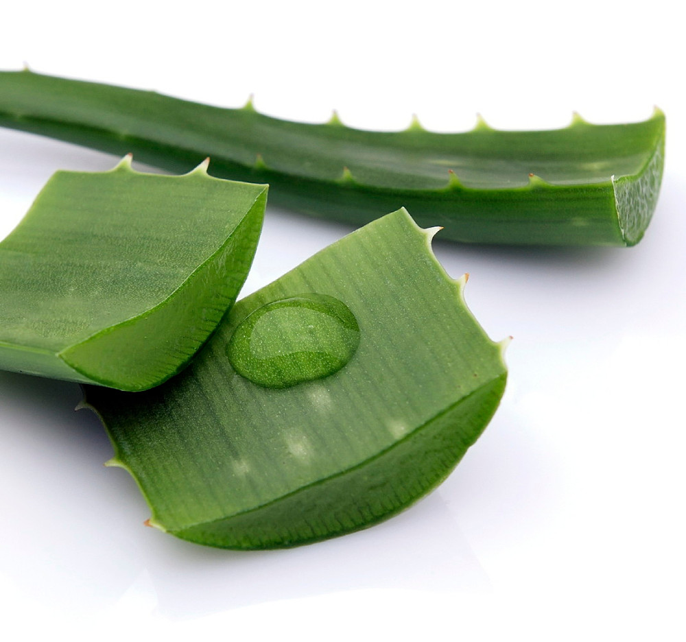 Aloe Vera - Medicine Plant - Burn Plant - Miracle Plant - Natural Healer -4" Pot