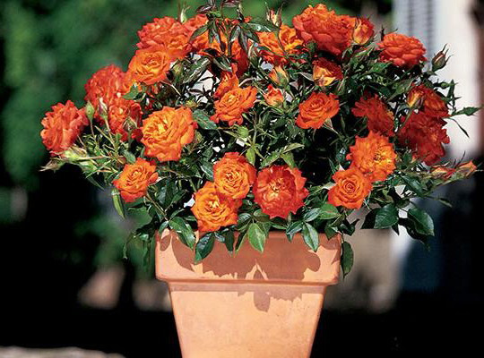 Mandarin Sunblaze® Miniature Rose Bush - Fragrant/Hardy - 2.5" Pot