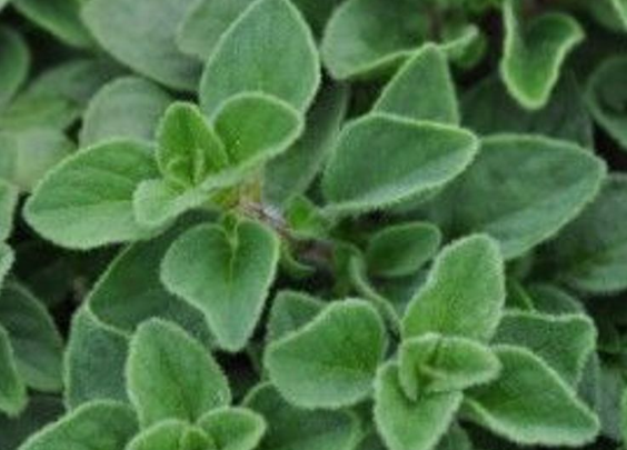 Hot & Spicy Oregano - Potted Herb - Lives Up To It's Name - 3" Pot