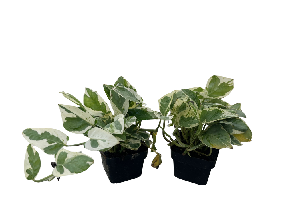 N Joy Pothos - Epipremnum aureum - 2 Plants 3" Pots - Good in Low Light