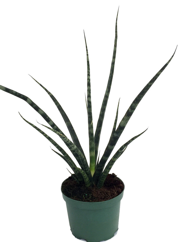 Fernwood Mikado Snake Plant - Sanseveria - Almost Impossible to kill - 5" Pot