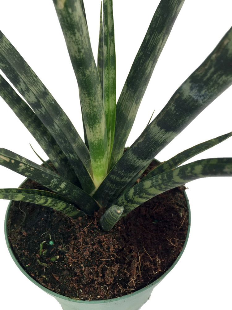 Fernwood Mikado Snake Plant - Sanseveria - Almost Impossible to kill - 5" Pot