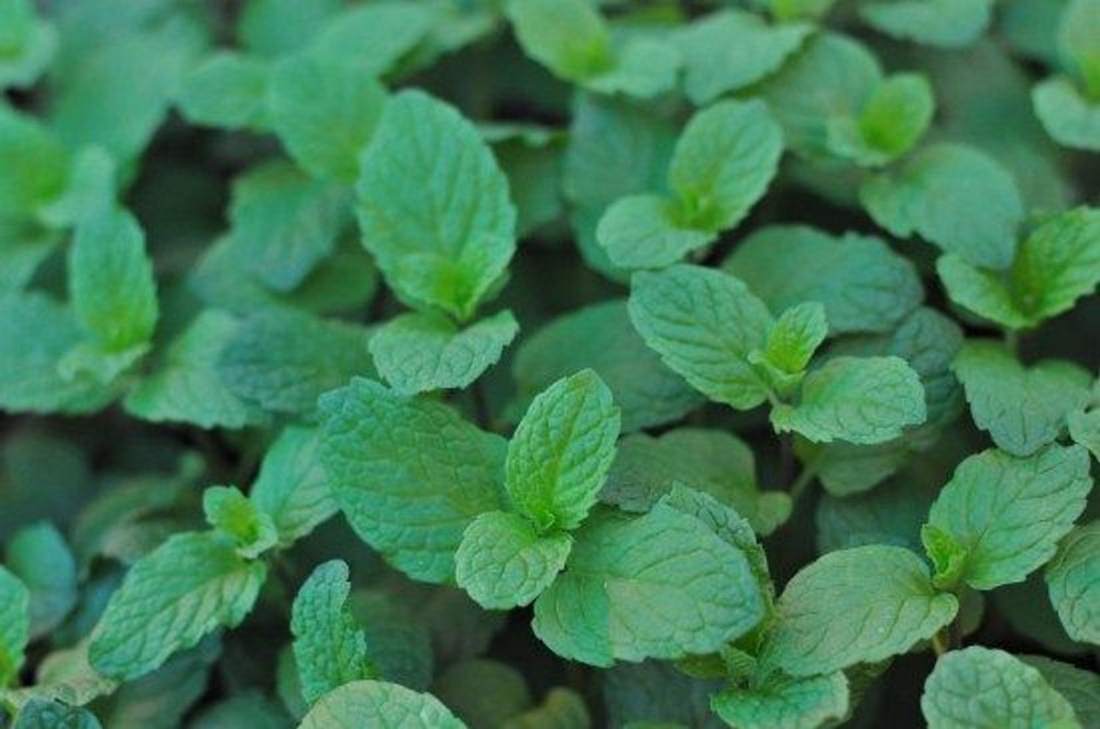 Mojito Mint Plant - Mentha villosa - Grow Indoors or Out - Live Plant - 3" Pot