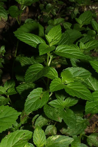 Mojito Mint Plant - Mentha villosa - Grow Indoors or Out - Live Plant - 3" Pot