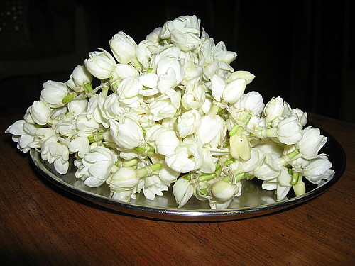 Belle of India Arabian Tea Jasmine Plant-Sambac - 6" Pot