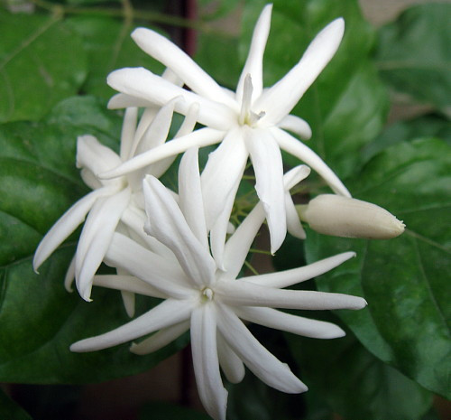 Belle of India Arabian Tea Jasmine Plant-Sambac - 6" Pot