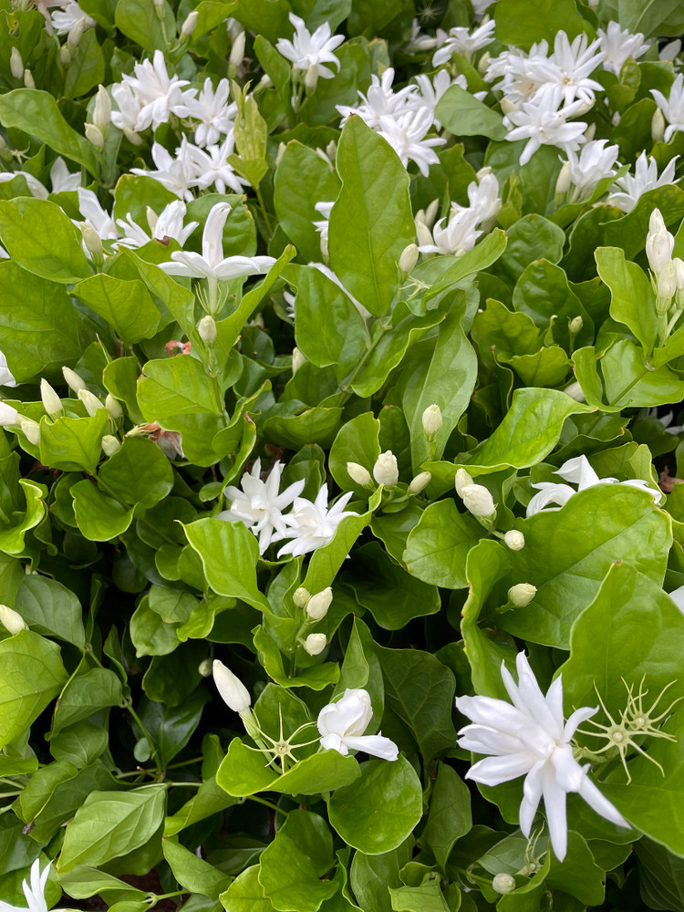 Belle of India Arabian Tea Jasmine Plant - Sambac - 4" Pot