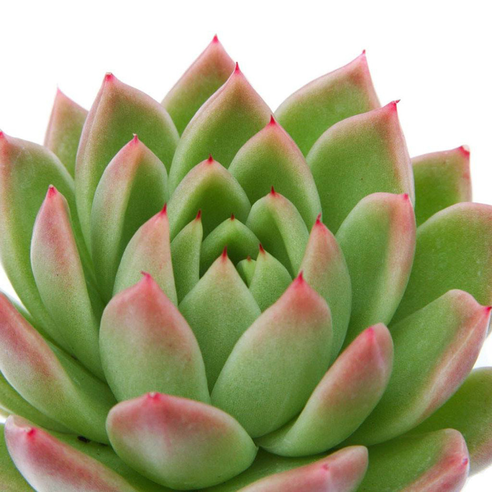 Red Tip Lipstick Desert Rose Succulent - Echeveria agavoides - 2 Plants 2" Pots