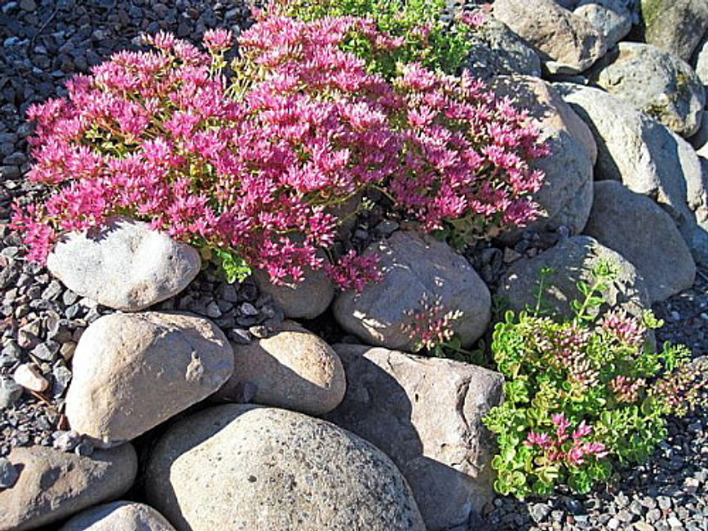 John Creech Sedum - Stonecrop - Quart Pot - Sun Loving Groundcover