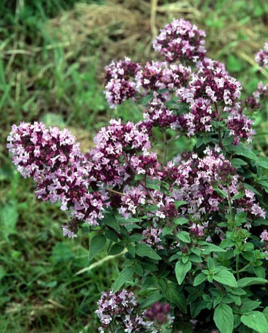 Italian Oregano Herb - Good Scents - Organum vulgare - Live Plant - 3" Pot