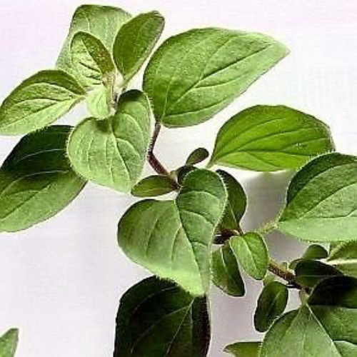 Italian Oregano Herb - Good Scents - Organum vulgare - Live Plant - 3" Pot