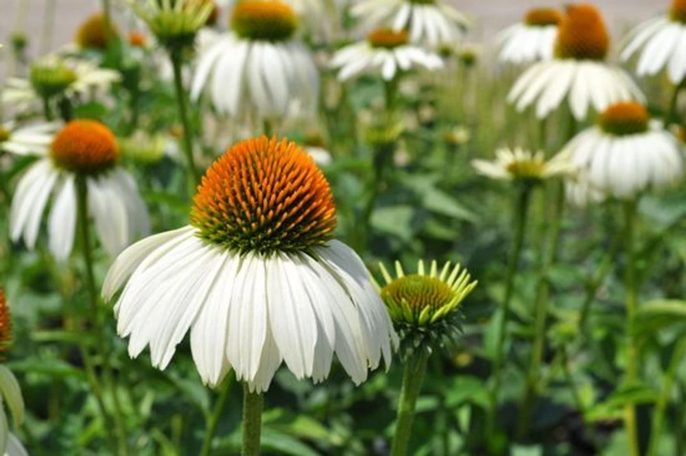 White Swan Coneflower - Echinacea - Quart Pot