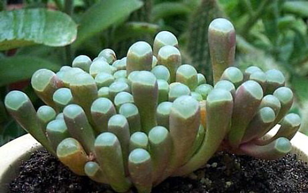 Baby Toes Plant - Rare Succulent - Fenestria aurantiaca - 2.5" Pot