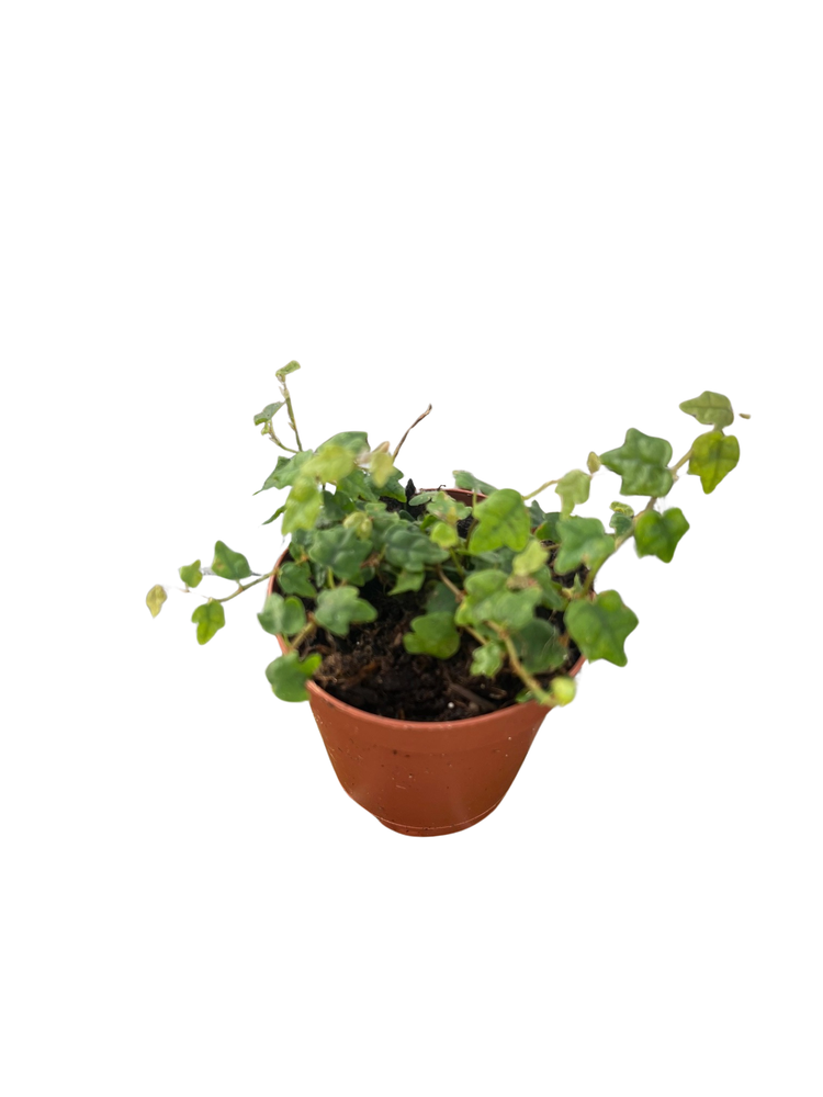 Mini Oakleaf Creeping Fig - Ficus quercifolia -Terrarium/Fairy Garden - 2" Pot