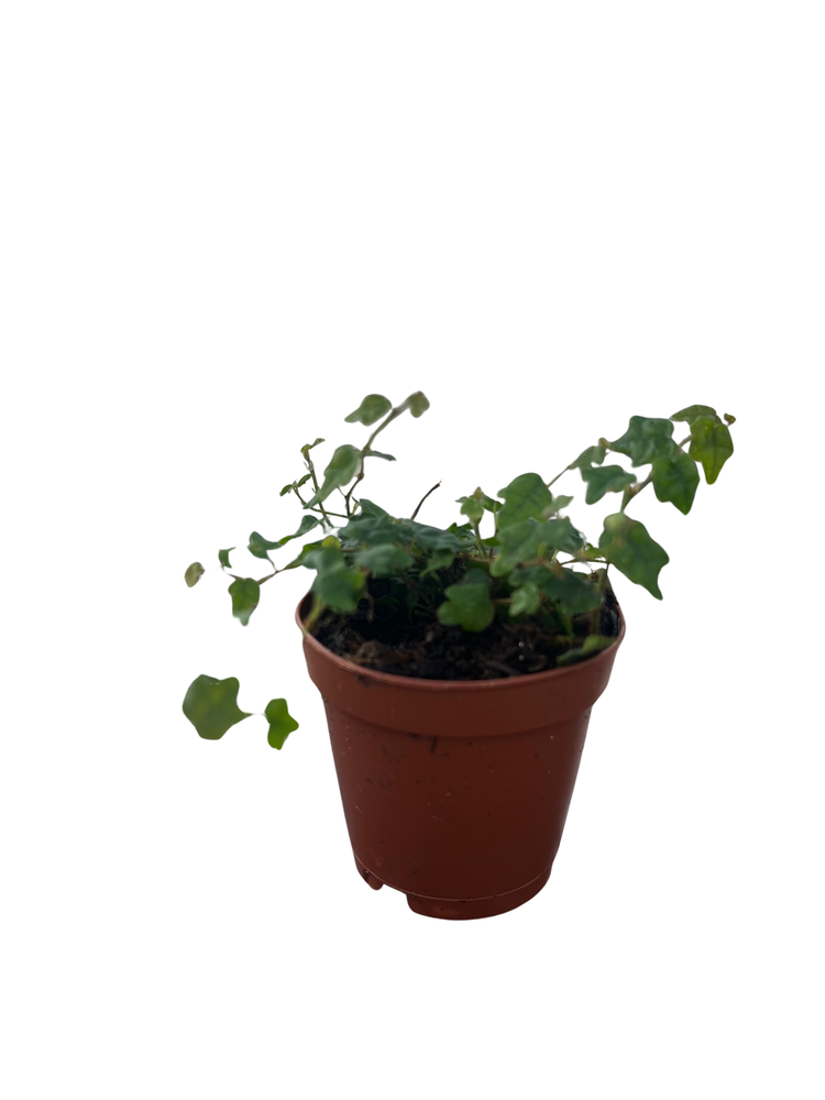 Mini Oakleaf Creeping Fig - Ficus quercifolia -Terrarium/Fairy Garden - 2" Pot