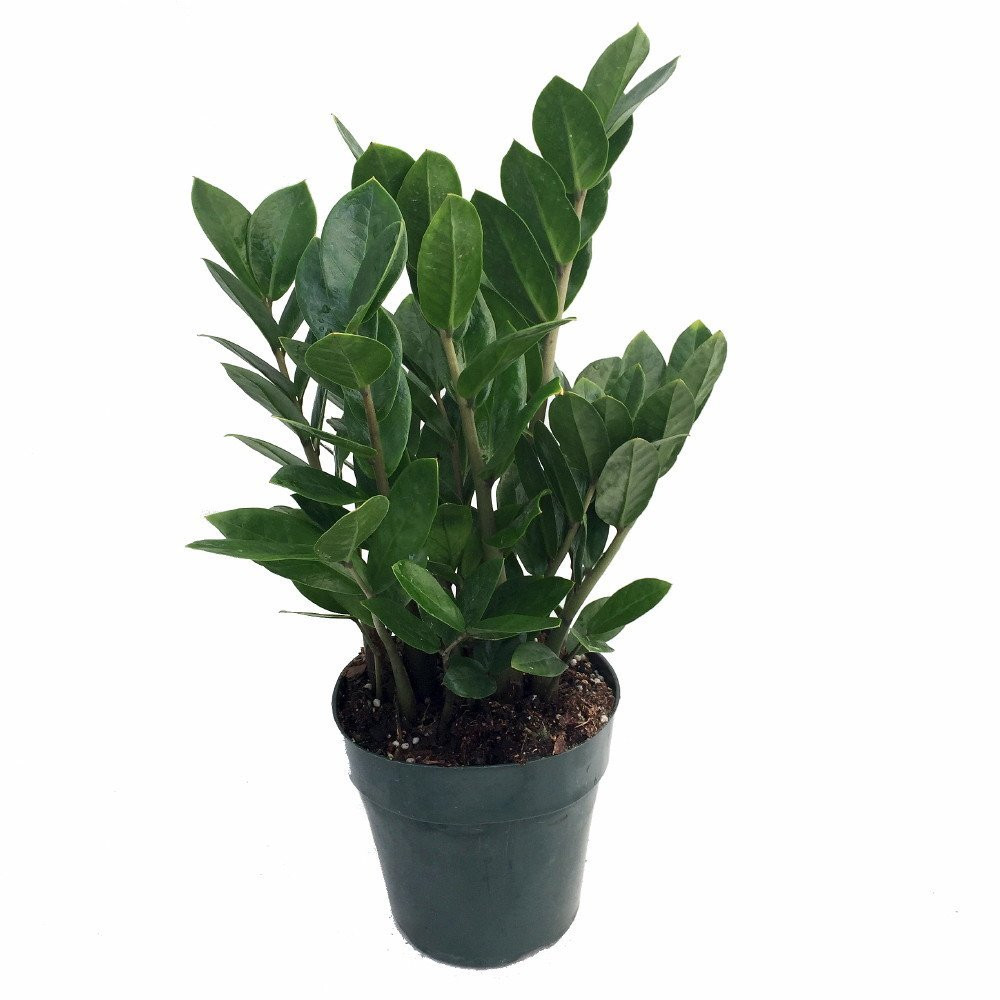 Rare ZZ Plant - Zamioculcas zamiifolia - Hardy House Plant - 6