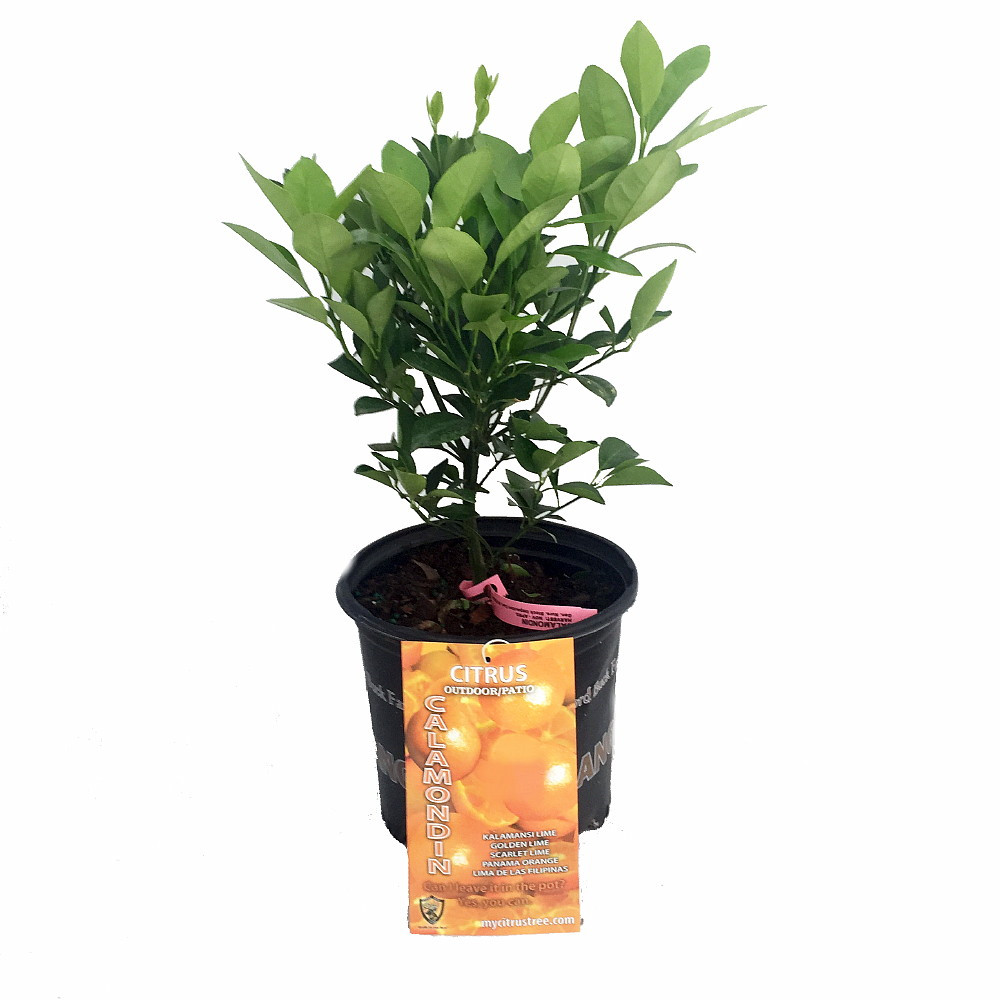 Miniature Orange Tree - Calamondin -8" Pot-NO SHIPPING TO TX, FL, AZ, CA, LA, HI