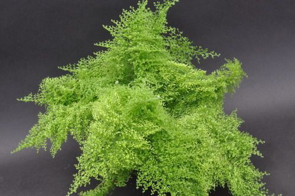 Rare Cotton Candy Fern - Nephrolepis exaltata 'Smithii' - 6" Pot