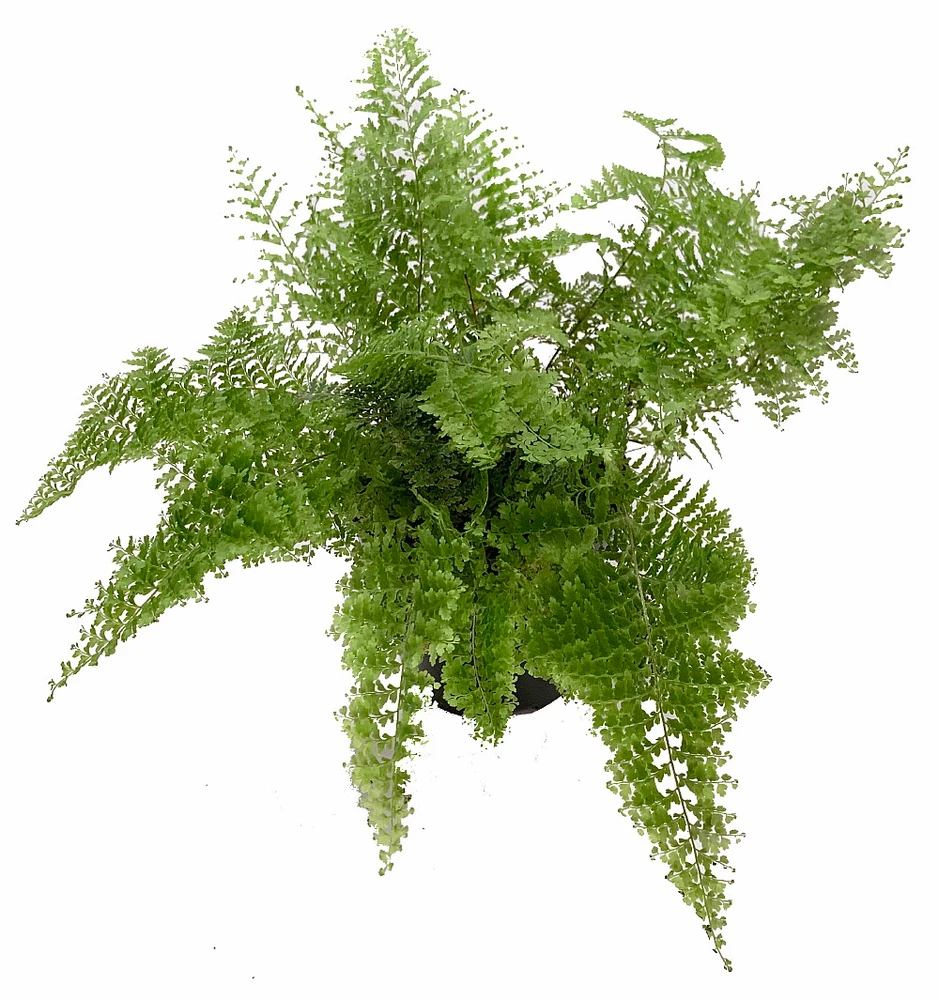 Rare Cotton Candy Fern - Nephrolepis exaltata 'Smithii' - 6" Pot