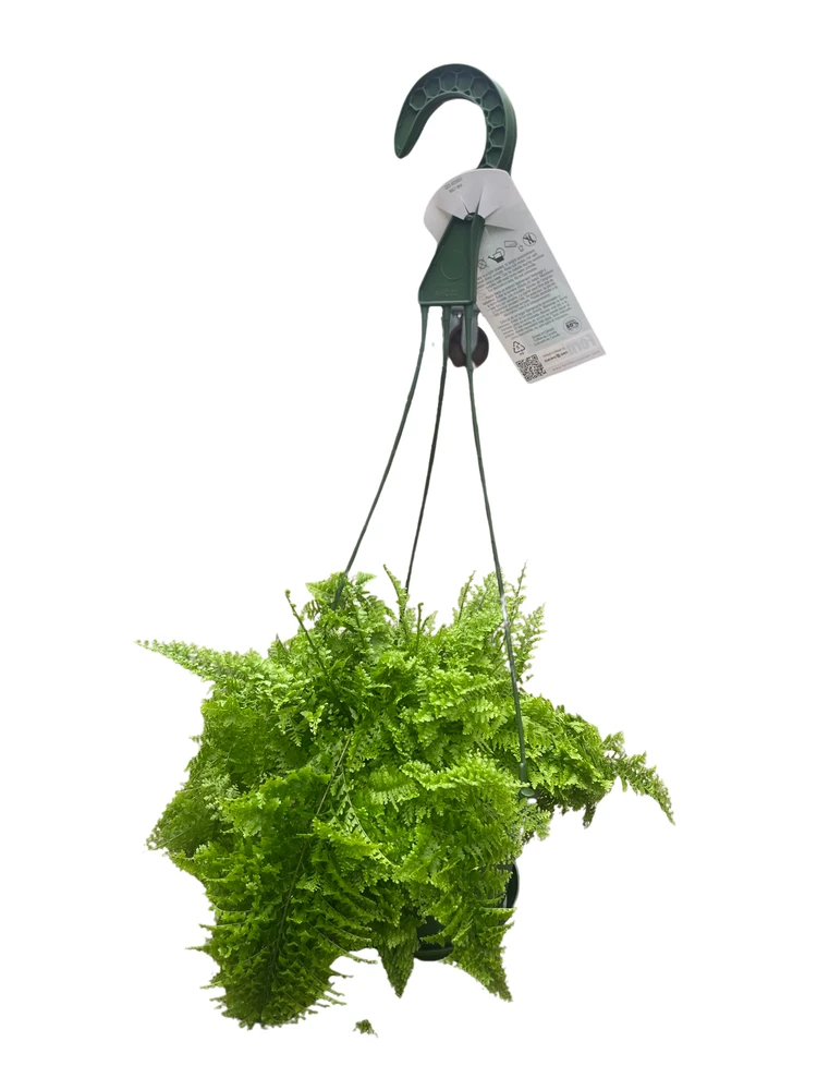 Rare Cotton Candy Fern - Nephrolepis exaltata 'Smithii' - 6" Pot