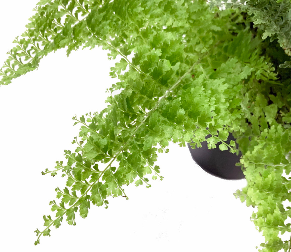 Rare Cotton Candy Fern - Nephrolepis exaltata 'Smithii' - 6" Pot