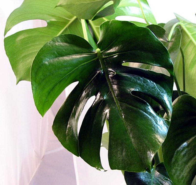 Split Leaf Philodendron 2.5" Pot - Monstera - Edible Fruit Pineapple Taste
