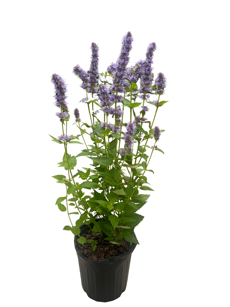 Blue Fortune Hummingbird Mint- Agastache- Anise Hyssop- Live Plant - Gallon Pot