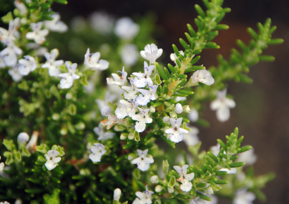 Baby PJ Rosemary Plant - World's Smallest Rosemary - Indoors/Out - 2.5" Pot