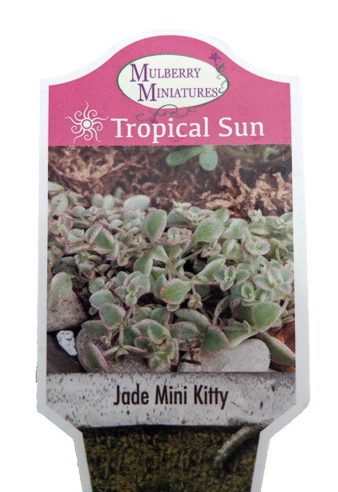 Mini Kitty Jade - Crassula - 2.5" Pot - Terrarium/Fairy Garden