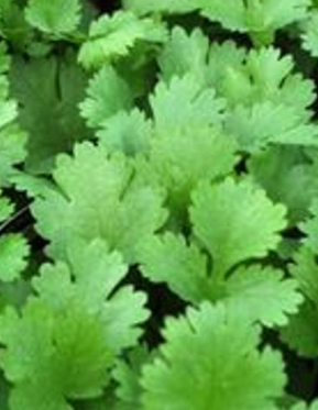 Cilantro - Coriander - Live Herb - Slow Bolting - 3" Pot