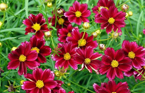 Mercury Rising Coreopsis Tickseed Perennial - Live Plant - Quart Pot