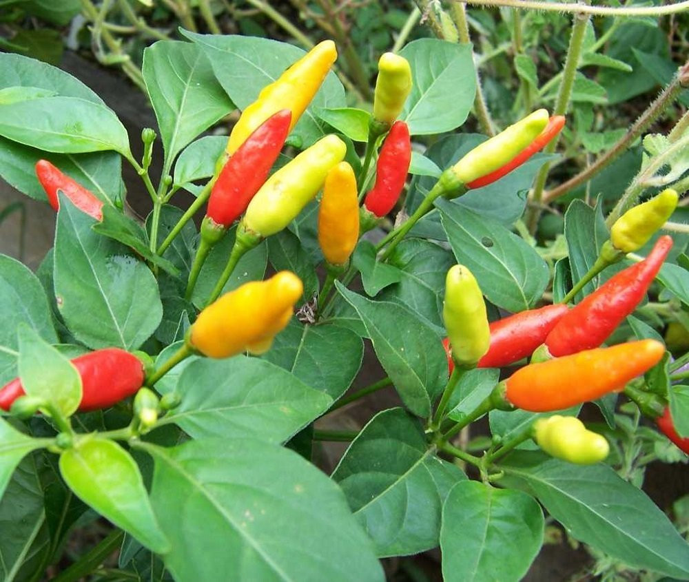Tabasco Pepper Plant - 4" Pot - Make Your Own Hot Sauce!