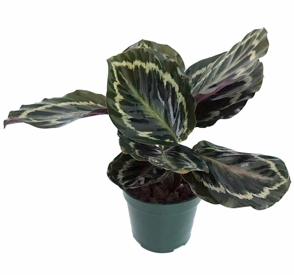 Medallion Prayer Plant - Calathea - Easy House Plant - 4" Pot