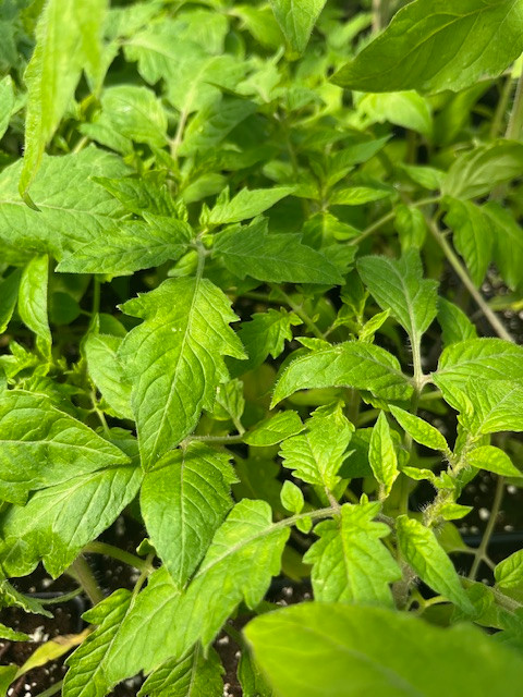Early Girl Tomato Plant - Heavy Yields - 4" Pot