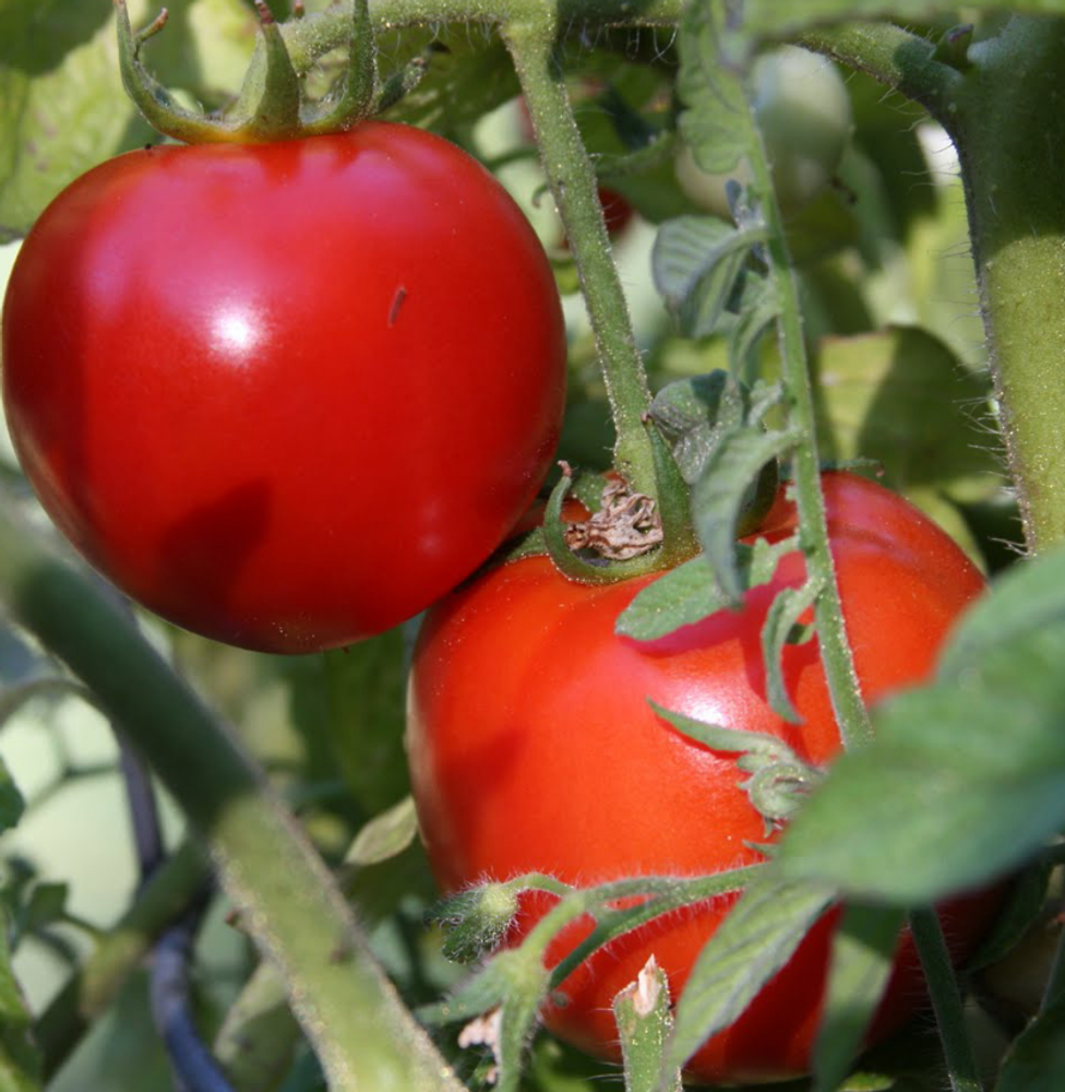 Early Girl Tomato Plant - Heavy Yields - 4" Pot